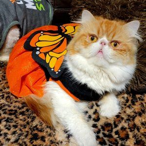 Pet Dress Dog or Cat Butterfly Halloween Costume Flappy Wings xs sm. med ea. New